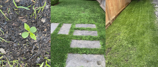 Weeds After Seeding? Here’s What’s Really Going On
