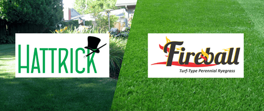 Looking for Fireball or Hattrick Grass Seed in Canada? Meet Alpha Centauri