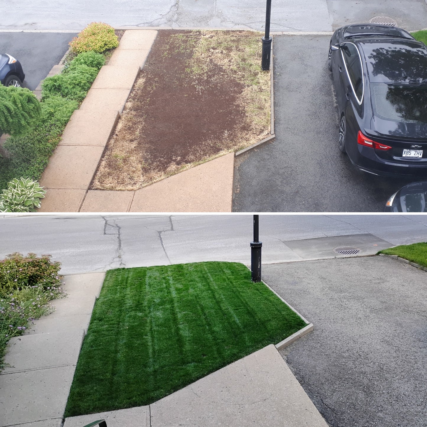 Alpha Centauri Elite Perennial Ryegrass