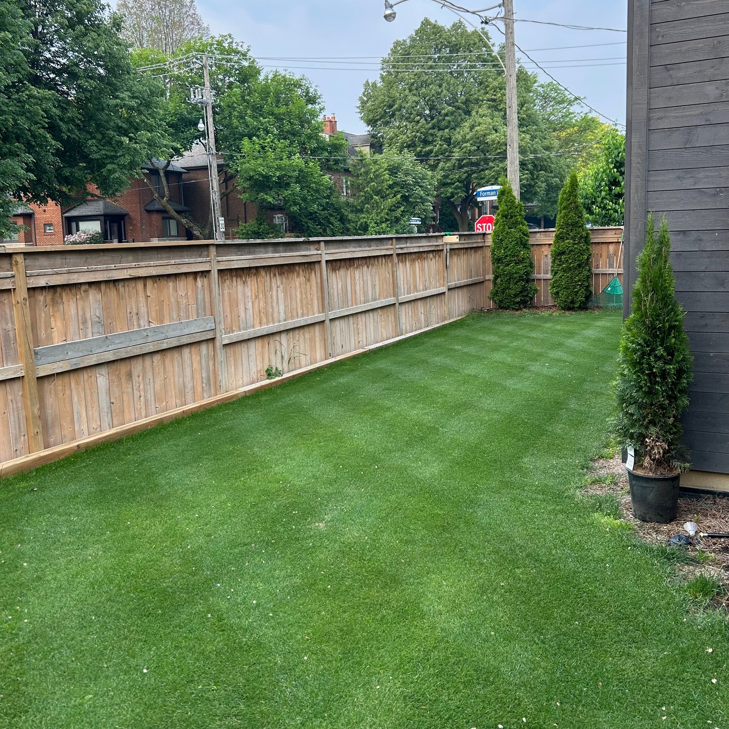 Alpha Centauri Elite Perennial Ryegrass