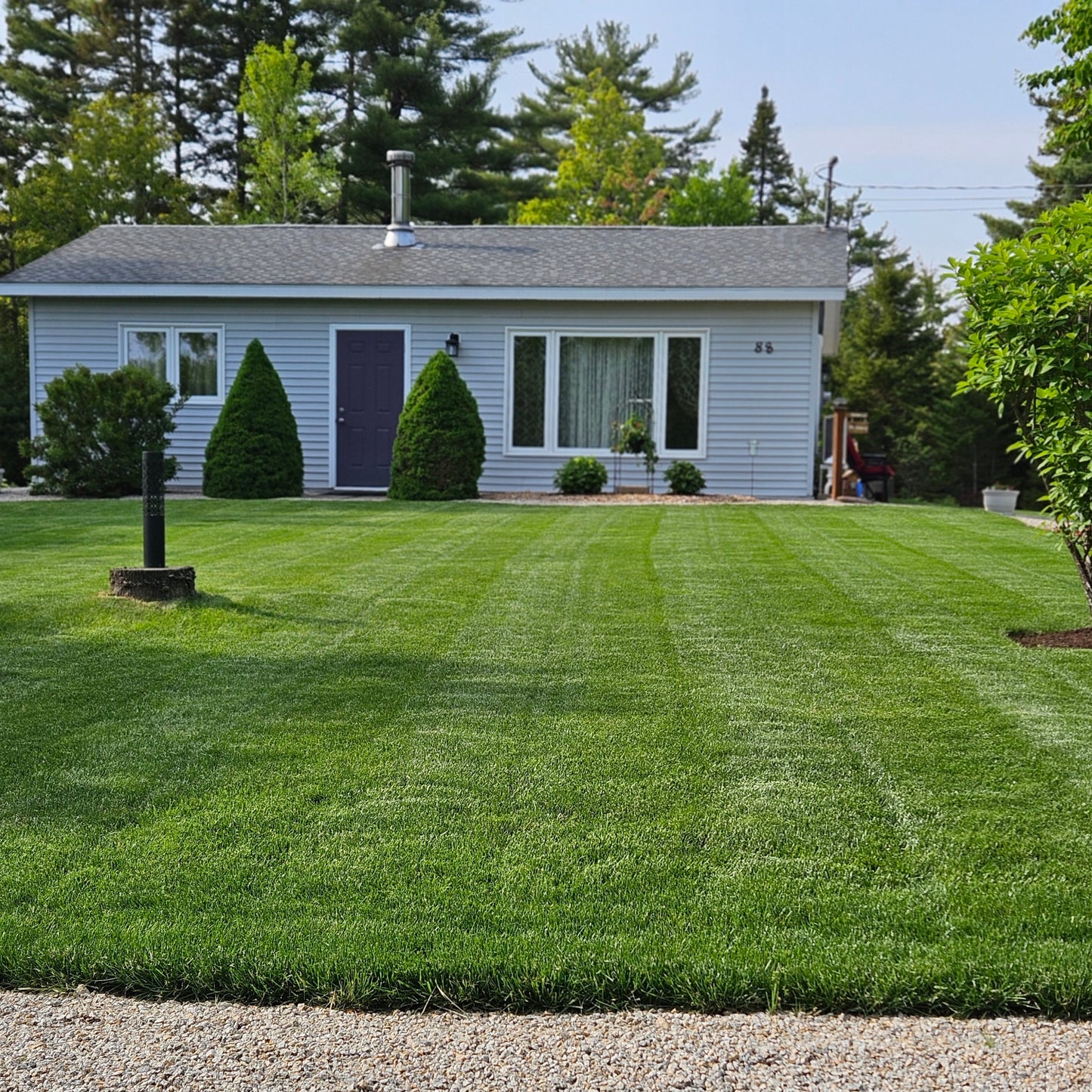 Alpha Centauri Elite Perennial Ryegrass