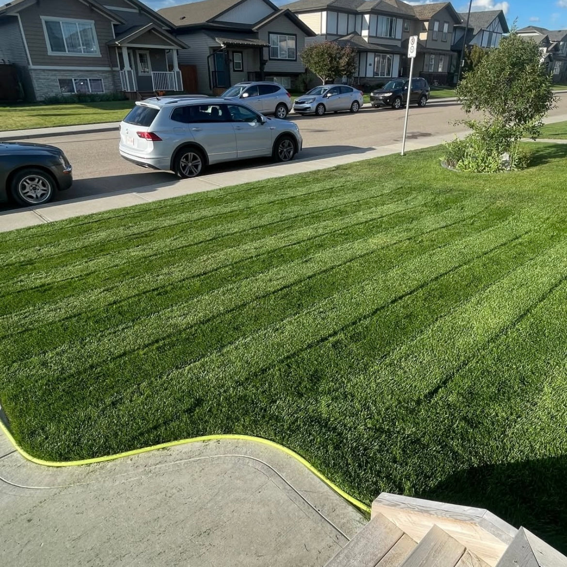 Alpha Centauri Elite Perennial Ryegrass