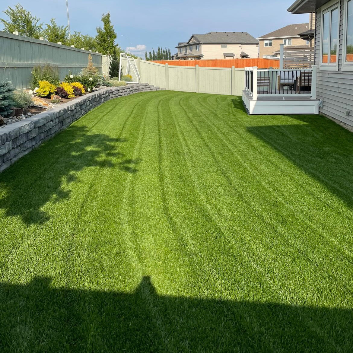 Alpha Centauri Elite Perennial Ryegrass