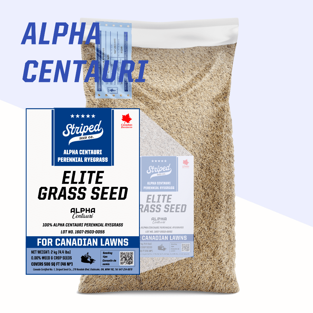 Alpha Centauri Elite Perennial Ryegrass