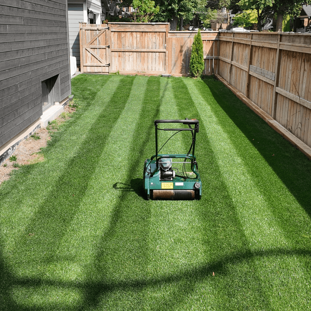 Alpha Centauri Elite Perennial Ryegrass