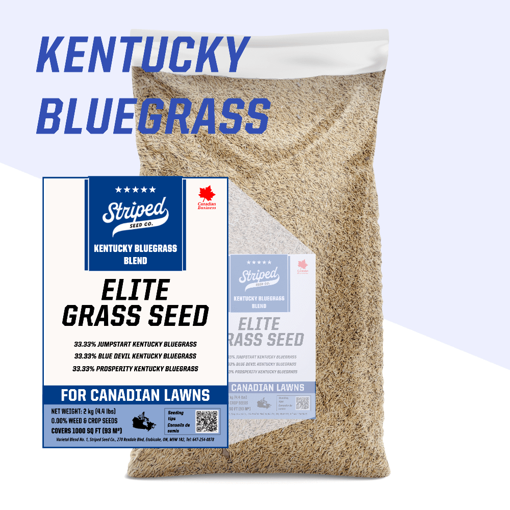 Elite Kentucky Bluegrass Blend 2kg