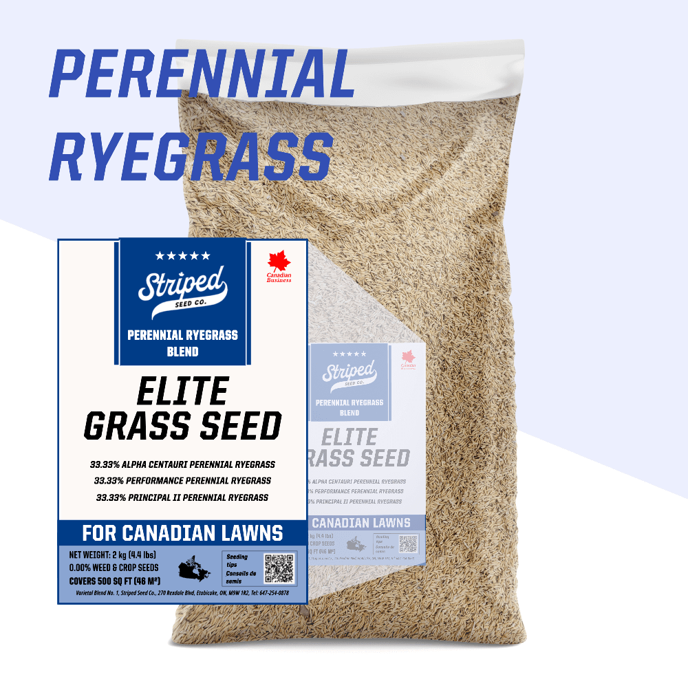 Elite Perennial Ryegrass Blend 2kg