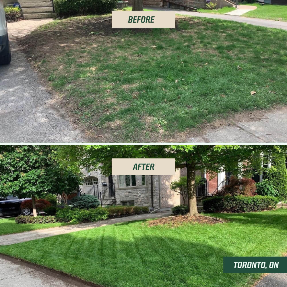 Elite Perennial Ryegrass Blend 5kg