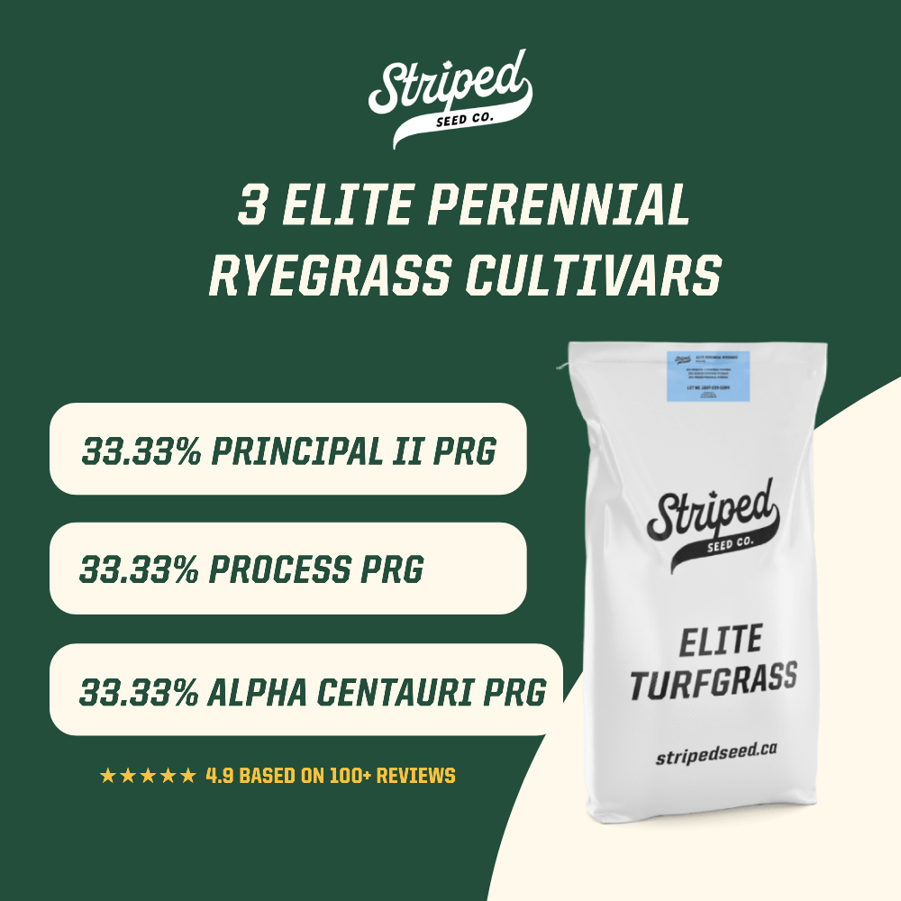 Elite Perennial Ryegrass Blend 5kg
