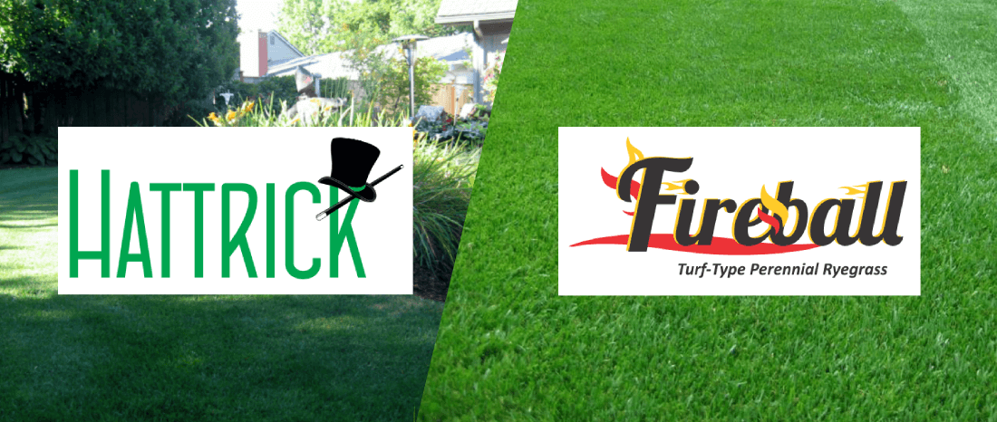 Looking for Fireball or Hattrick Grass Seed in Canada? Meet Alpha Centauri