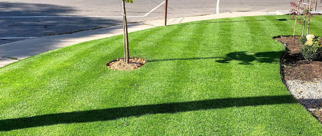 How to Overseed A Lawn: 10-Step Ultimate Guide Striped Seed Co. How to Overseed A Lawn: 10-Step Ultimate Guide Striped Seed Co.
