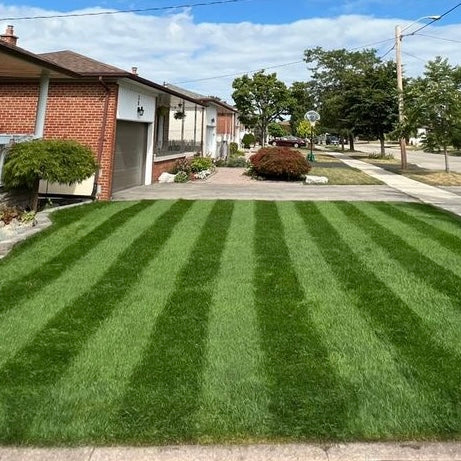 Elite Perennial Ryegrass Seed Canada 2kg – Striped Seed Co.
