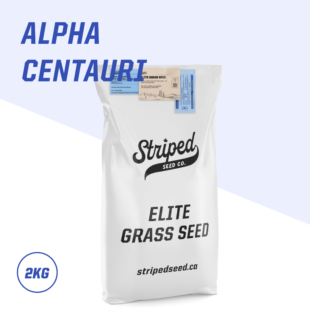 Alpha Centauri Elite Perennial Ryegrass