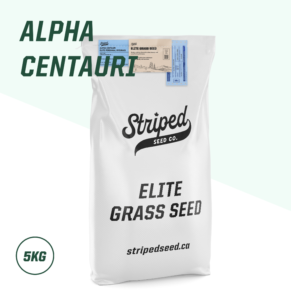 Alpha Centauri Elite Perennial Ryegrass