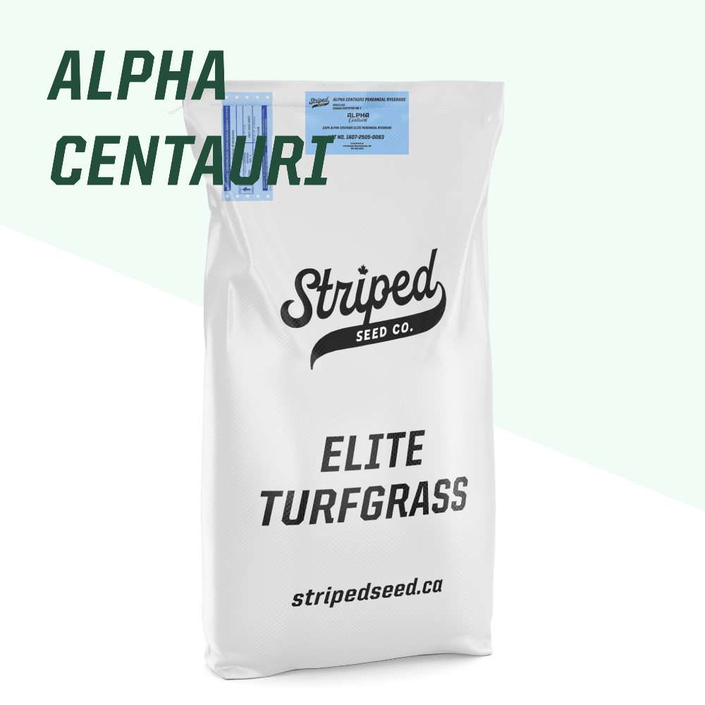 Alpha Centauri Elite Perennial Ryegrass