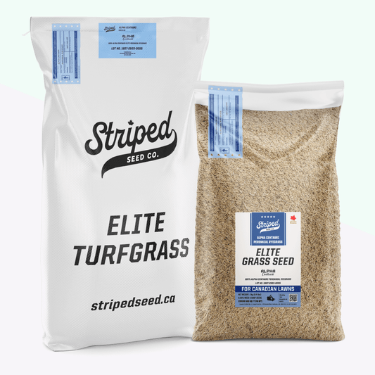 Alpha Centauri Elite Perennial Ryegrass