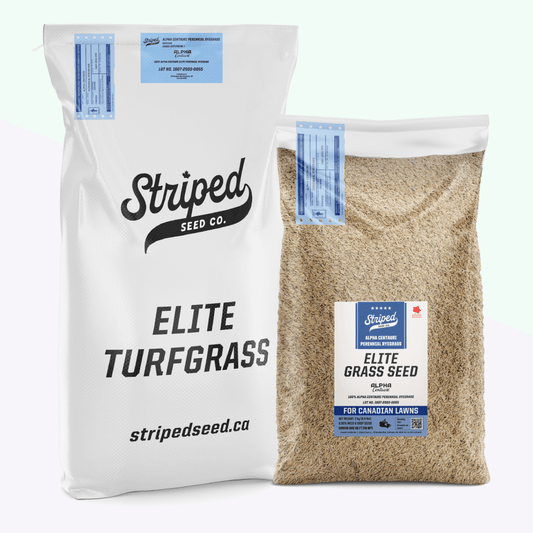 Alpha Centauri Elite Perennial Ryegrass