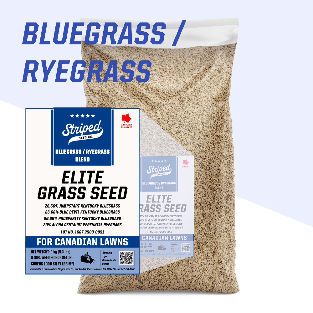 Mélange Elite Bluegrass/Ray-grass 2kg