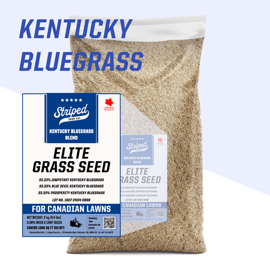 Elite Kentucky Bluegrass Blend 2kg