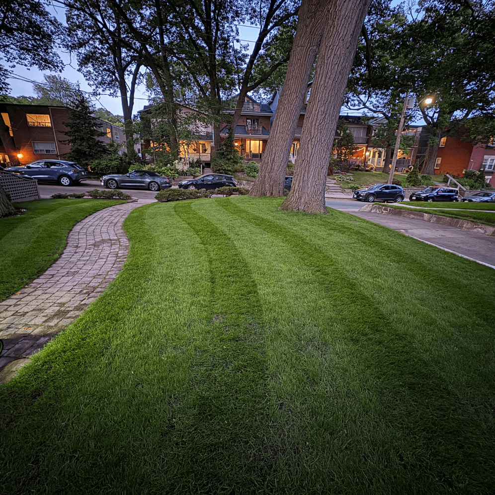 Canadian Elite Green Total Lawn Blend 🇨🇦