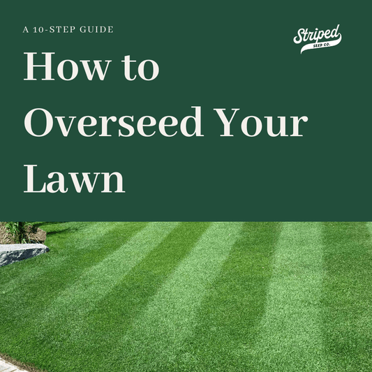 10-Step Lawn Overseeding Guide [Bonus PDF]