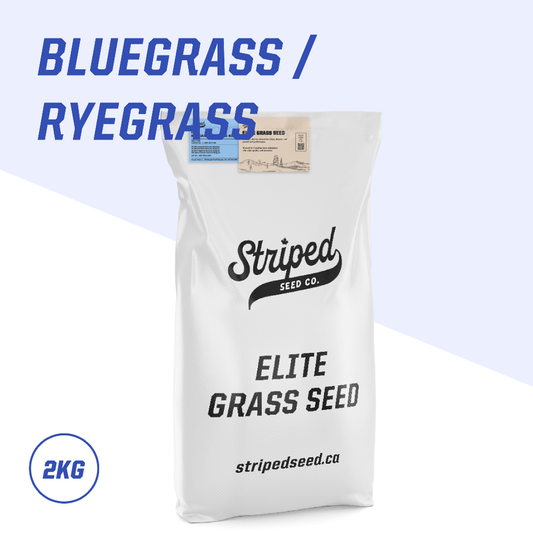 Elite Bluegrass/Ryegrass Blend 2kg