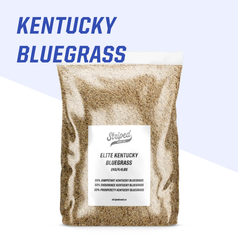 kentucky-bluegrass-seed-canada-2kg