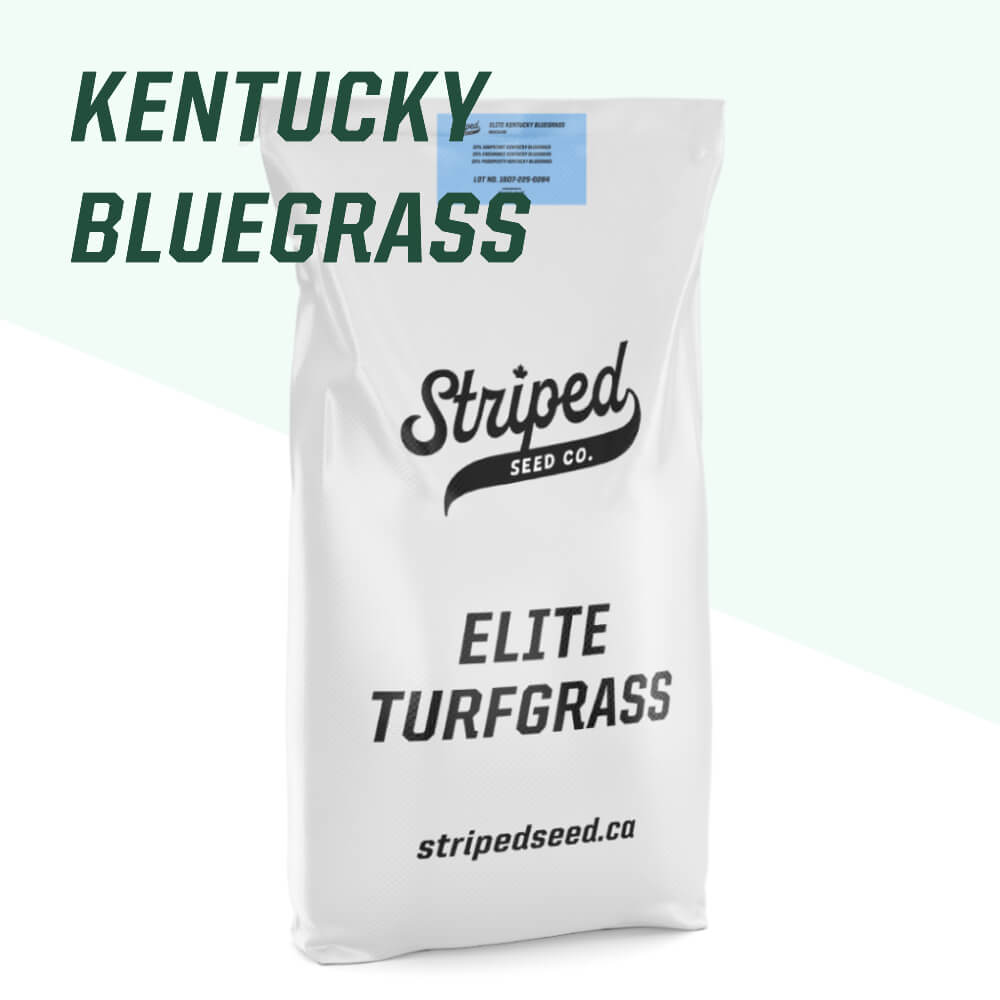 Elite Kentucky Bluegrass Blend 5kg