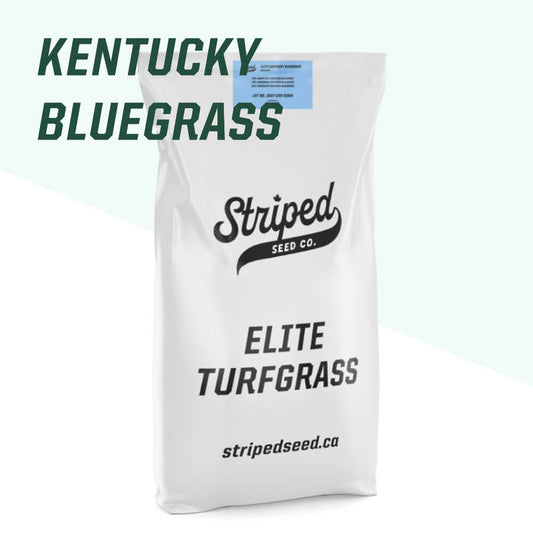 Elite Kentucky Bluegrass Blend 5kg