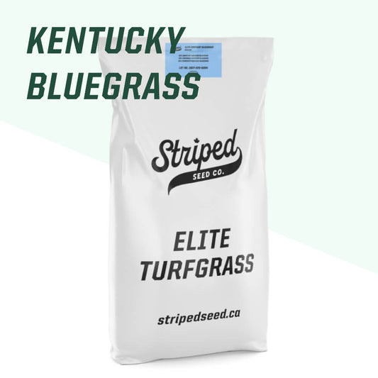 Mélange de pâturin du Kentucky Elite 5kg