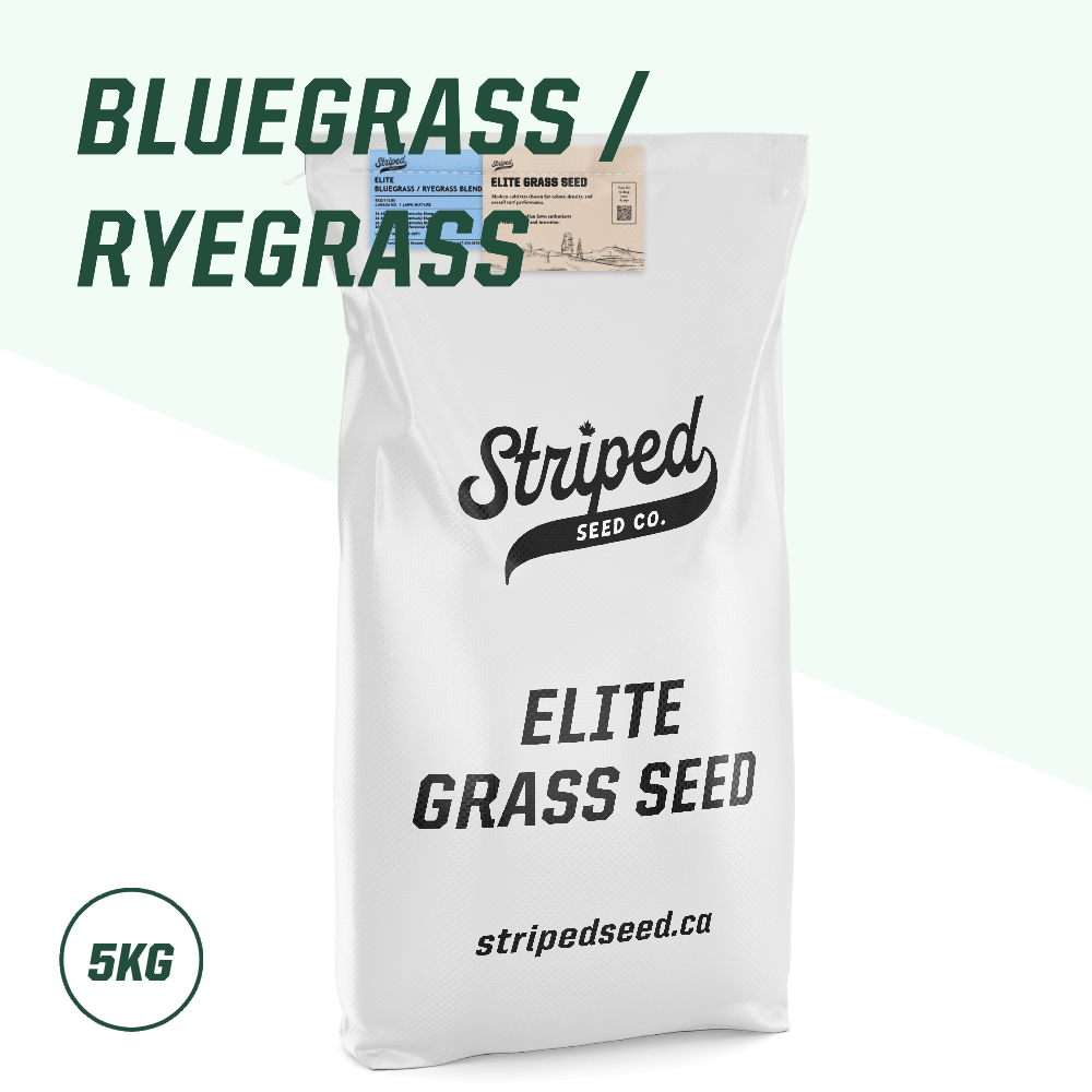 Elite Bluegrass/Ryegrass Blend 5kg