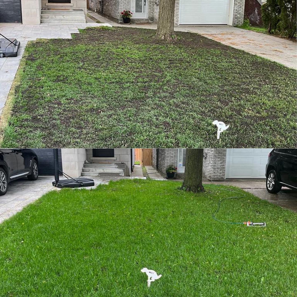 Elite Perennial Ryegrass Seed Canada 5kg – Striped Seed Co.