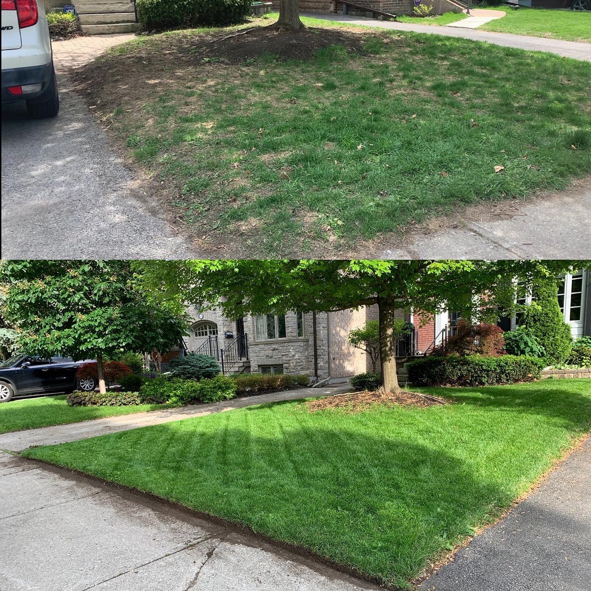 Elite Perennial Ryegrass Seed Canada 5kg – Striped Seed Co.