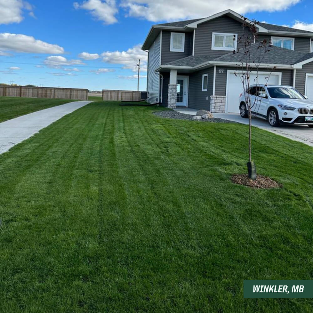 Elite Perennial Ryegrass Seed Canada 5kg – Striped Seed Co.
