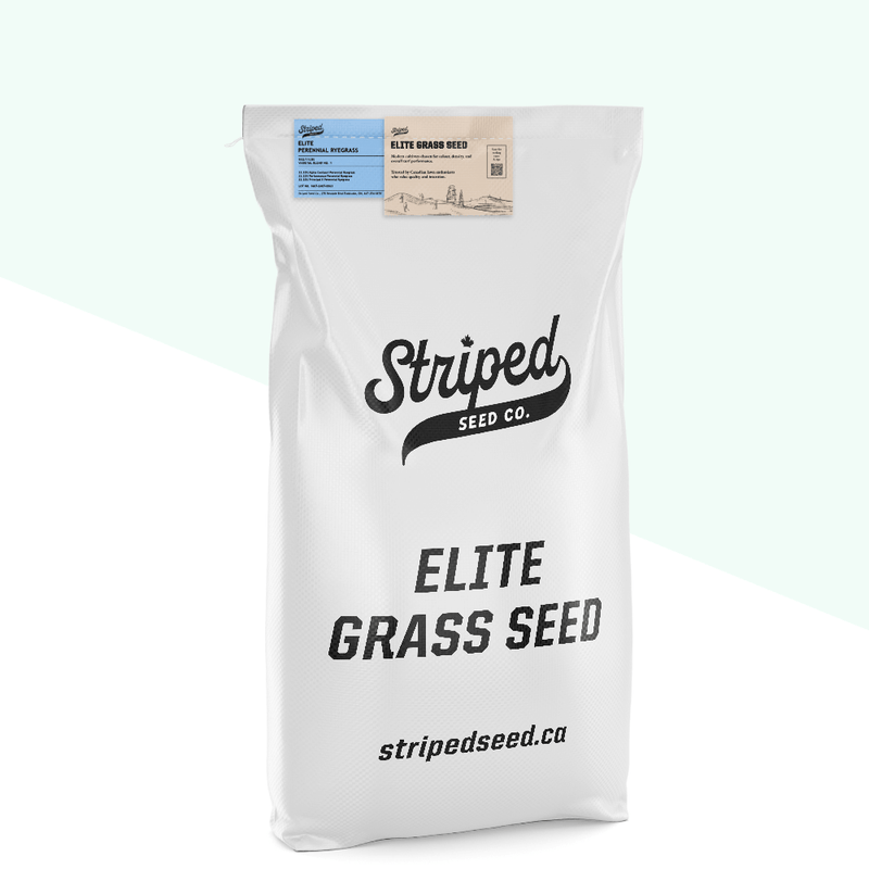 Elite Perennial Ryegrass Blend