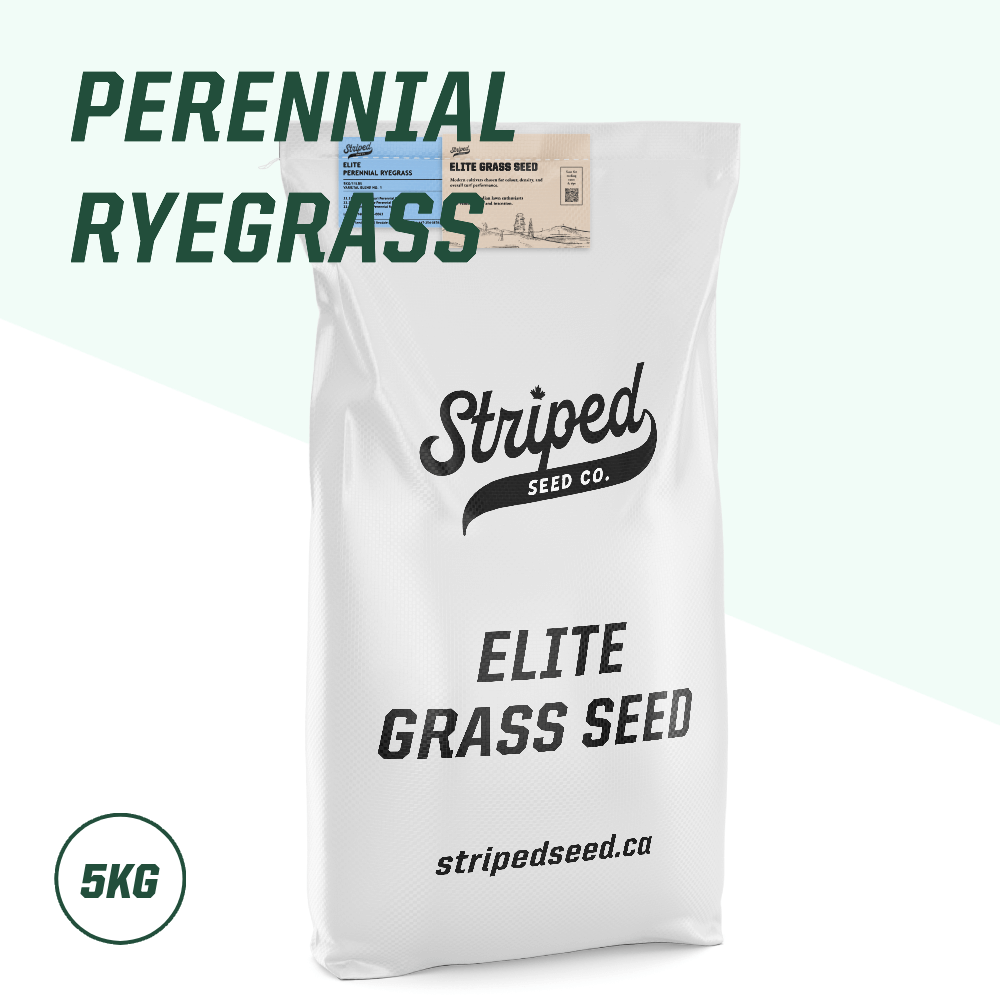 Elite Perennial Ryegrass Seed Canada 5kg – Striped Seed Co.