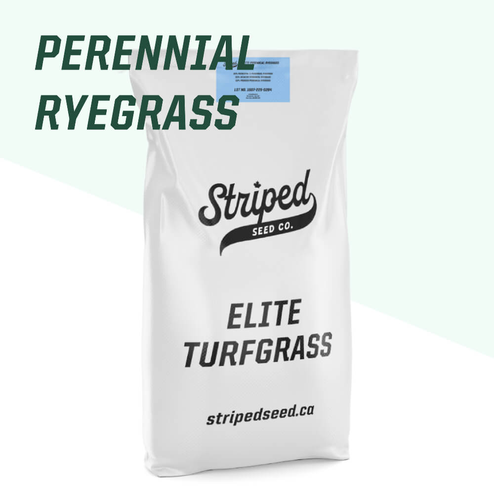 Mélange de ray-grass vivace Elite 5kg