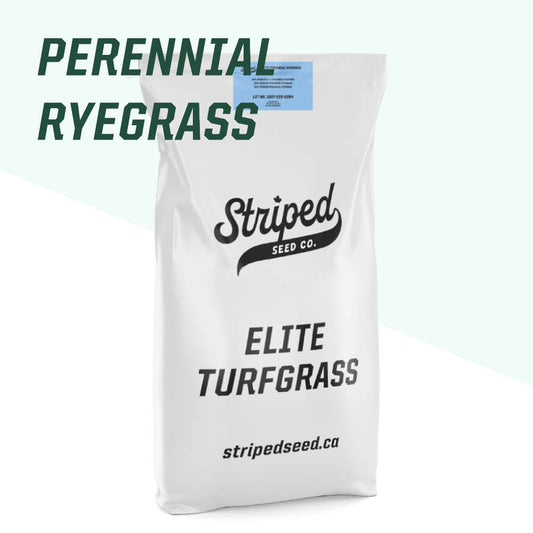 Elite Perennial Ryegrass Blend 5kg