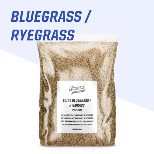 bluegrass-ryegrass-seed-canada-2kg