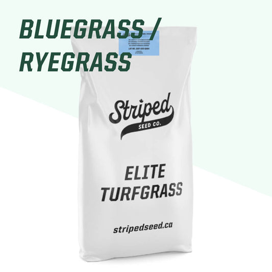 Elite Bluegrass/Ryegrass Blend 5kg