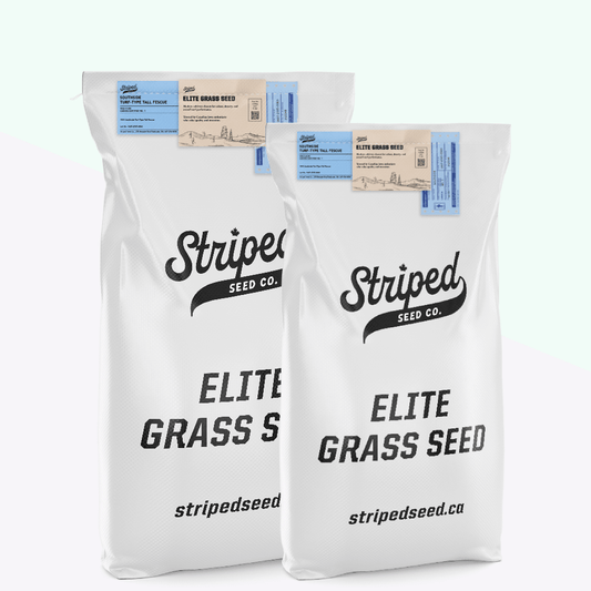 Southside Elite Turf-Type Tall Fescue