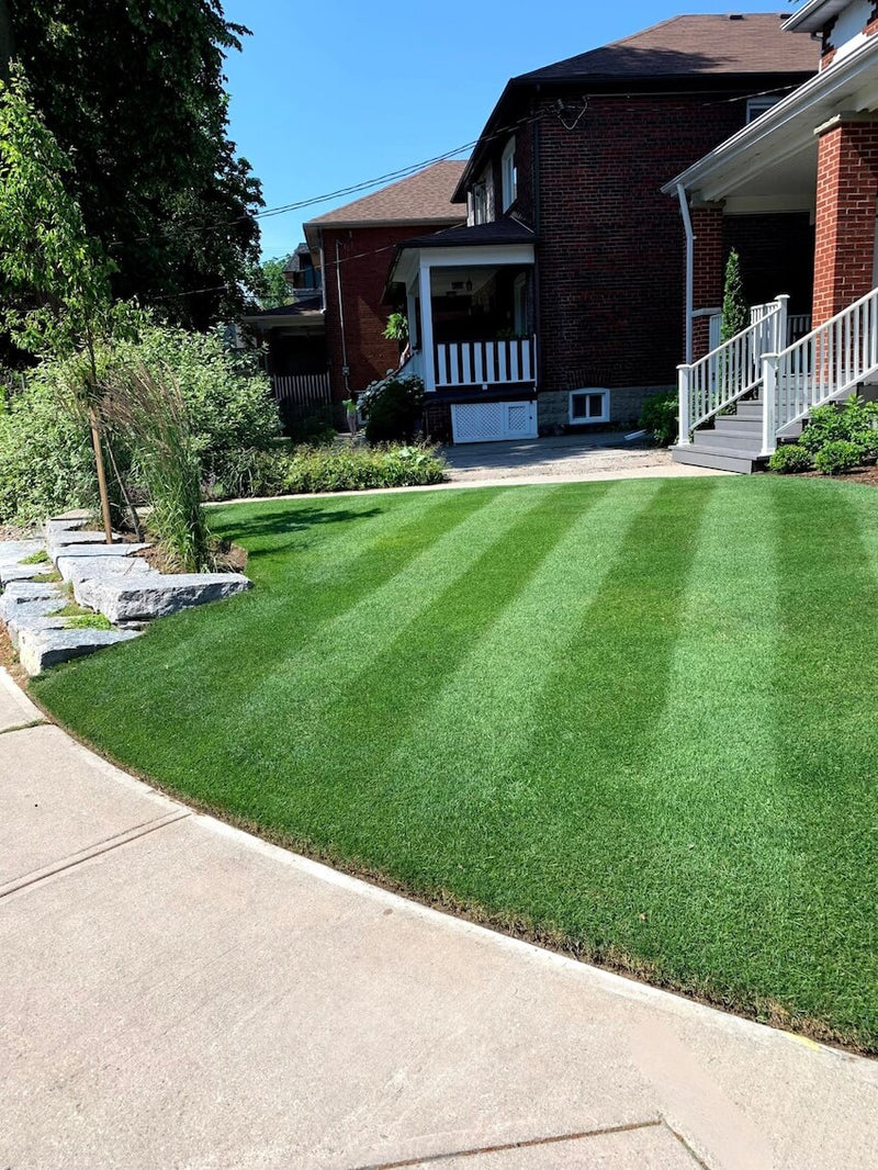 Elite, Certified Grass Seed For Canadian Lawn Enthusiasts